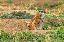 South African Ground Squirrel (Geosciurus inauris) Mountain Zebra National Park, South Africa