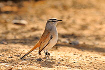 Kalahari Scrub Robin (Cercotrichas paena) profile, Namibia