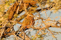 Purple Roller (Coracias naevia) profile, Namibia