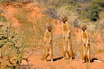 Yellow Mongooses (Cynictis penicillata) standing alert, Kgalagadi National Park, South Africa