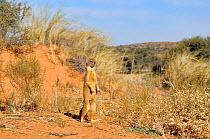Yellow Mongoose (Cynictis penicillata) standing alert, Kgalagadi National Park, South Africa