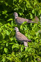Eurasian Collared dove (Streptopelia decaocto) couple perched in a small bush, Vogelpark Marlow, Germany. May