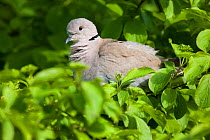 Eurasian Collared dove (Streptopelia decaocto) perched in small bush, Vogelpark Marlow, Germany. May
