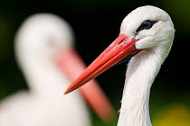 White stork (Ciconia ciconia) adult portrait, captive, Vogelpark Marlow, Germany, May.