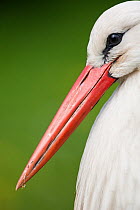 White stork (Ciconia ciconia) adult portrait, captive, Vogelpark Marlow, Germany, May.