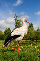 White stork (Ciconia ciconia) captive, adult standing on one leg in spring meadow, Vogelpark Marlow, Germany, May.