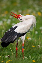White stork (Ciconia ciconia) captive, adult clapping beak display standing in spring meadow, Vogelpark Marlow, Germany, May.