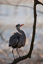 Grey heron (Ardea cinerea) adult in breeding plumage, perched on branch, backlight, showing threat display posture, Berlin Zoological Garden, Berlin Zoo, Germany. February.