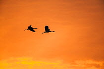 Common cranes (Grus grus) adult birds in flight,  at a roost site managed by the NABU (Nature and Biodiversity Conservation Union) close to Linum just 40 km outside Berlin. Rhinluch, Brandenburg, Germ...