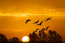 Common cranes (Grus grus) at sunrise at a roost site managed by the NABU (Nature and Biodiversity Conservation Union) close to Linum just 40 km outside Berlin. Rhinluch, Brandenburg, Germany. October.