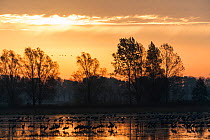 Common cranes (Grus grus) at sunrise at a roost site managed by the NABU (Nature and Biodiversity Conservation Union) close to Linum just 40 km outside Berlin. Rhinluch, Brandenburg, Germany. October.