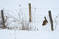 Wildcat (Felis silvestris) catching prey near barbed wire fence, Vosges, France, February