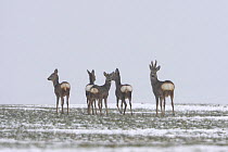 Roe deer (Capreolus capreolus) four females in snow covered field. Vosges, France, February