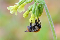 Bumblebee (Bombus sp) foraging in Oxlip flower (Primula eliator) Vosges, France, April
