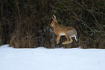 Hare, (Lepus europaeus) jumping in snowy field, Vosges, France, February
