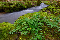 Small stream in spring, Vosges mountains, France, April 2013