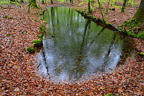 Forest pond in the the rain, Vosges, France, April