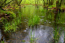 Forest pond in the rain, Vosges, France, May