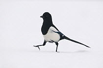 Eurasian magpie (Pica pica) walking in snow, Vosges, France, February
