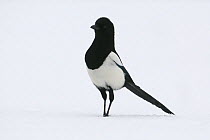 Eurasian magpie (Pica pica) in snow, Vosges, France, February