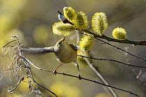 Common chiffchaff (Phylloscopus collybita) searching for insects in Willow (Salix sp) flowers, Vosges, France, April