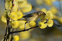 Common chiffchaff (Phylloscopus collybita) searching for insects in Willow (Salix sp) flowers, Vosges, France, April