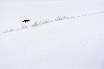 Red fox (Vulpes vulpes) in the snow, Vosges, France, February