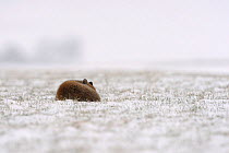 Red fox (Vulpes vulpes) sleeping in the snow, Vosges, France, February