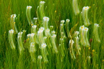 Oxeye daisy (Leucanthemum vulgare) abstract, Upper Lusatia Heath and Pond Landscape, Upper Lusatia UNESCO Biosphere Reserve, Germany