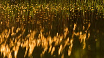 Reed (Phragmites australis) abstract, Upper Lusatia Heath and Pond Landscape, Upper Lusatia UNESCO Biosphere Reserve, Germany