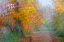 Oak trees (Quercus robur and Quercus rubra) abstract, Upper Lusatia Heath and Pond Landscape, Upper Lusatia UNESCO Biosphere Reserve, Germany