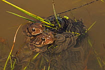 American toad (Anaxyrus americanus) pair in amplexus with female laying eggs, New York, May