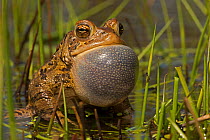 American toad (Anaxyrus americanus) male with vocal sac inflated whilst calling to attract females, New York, May