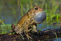 American toad (Anaxyrus americanus) male with vocal sac inflated whilst calling to attract females, New York, May