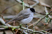 Adult male Blackcap (Sylvia atricapilla) in breeding plumage. Dorset, UK April