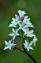 Bogbean (Menyanthes trifoliata) in flower. Dorset, UK May