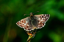 Grizzled skipper butterfly (Pyrgus malvae) at rest. Lankham Bottom nature reserve, Dorset, UK May