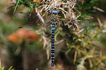Male migrant Hawker dragonfly (Aeshna mixta) at rest on gorse. Dorset, UK September