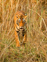 Bengal tiger (Panthera tigris tigris) female, walking territory, Kanha National Park, Madya Pradesh, India