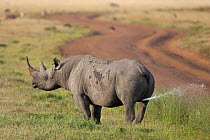 Black Rhinoceros (Diceros bicornis) scent marking at dung midden / dung hill n the Masai Mara GR, Kenya.