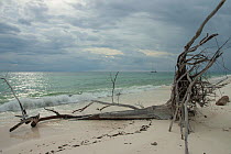 The beach on the island Picard with fallen tree, situated on the north-west side at the Aldabra atoll. Aldabra, Seychelles, March 2005.