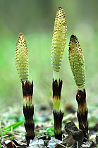 Marsh horsetail (Equisetum telmateia) spore cones. Dorset, UK April 2013