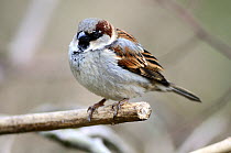 Adult male House Sparrow (Passer domesticus) Dorset, UK March