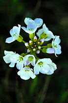 Lady's smock flowers (Cardamine pratensis) in bloom. Dorset, UK May