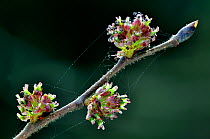 Wych elm (Ulmus glabra) blossom and leaf bud. Dorset, UK April