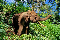 Sumatran elephant (Elephas maximus sumatranus) profile, Sumatra. Critically endangered.