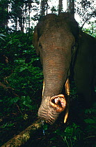 Sumatran elephant (Elephas maximus sumatranus) portrait, Sumatra. Critically endangered