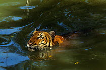 Malayan Tiger (Panthera tigris jacksoni) in river, Malaysia.  Endangered. Captive in natural setting.