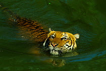 Malayan Tiger (Panthera tigris jacksoni) in river, Malaysia.  Endangered.  Captive in natural setting.
