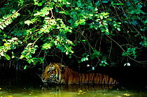 Malayan Tiger (Panthera tigris jacksoni) in river, Malaysia.  Captive in natural setting.